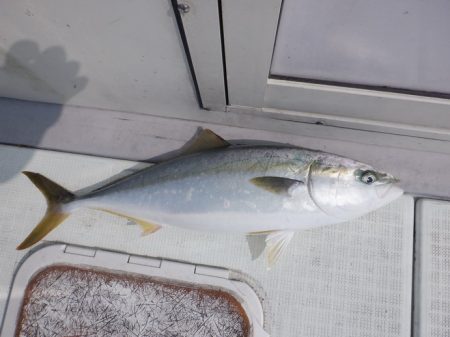 遊漁船 遊友 釣果