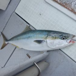 遊漁船 遊友 釣果