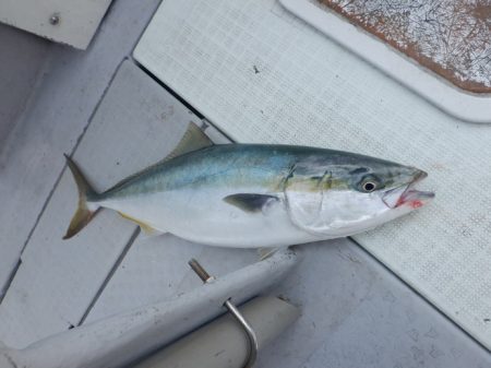 遊漁船 遊友 釣果