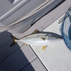 遊漁船 遊友 釣果