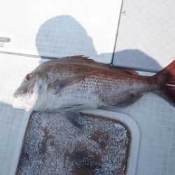 遊漁船 遊友 釣果