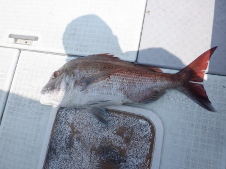 遊漁船 遊友 釣果