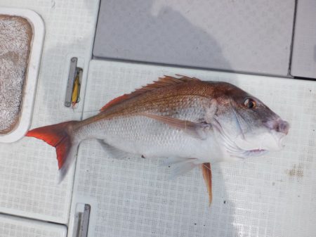 遊漁船 遊友 釣果