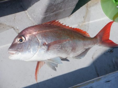 遊漁船 遊友 釣果