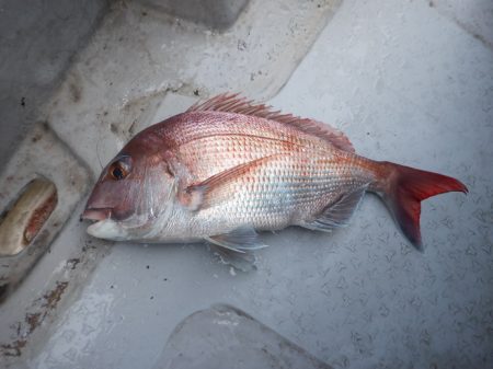 遊漁船 遊友 釣果