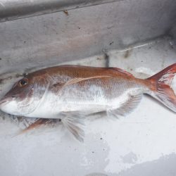 遊漁船 遊友 釣果