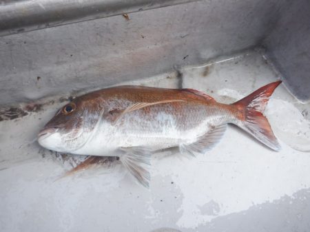 遊漁船 遊友 釣果