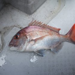 遊漁船 遊友 釣果