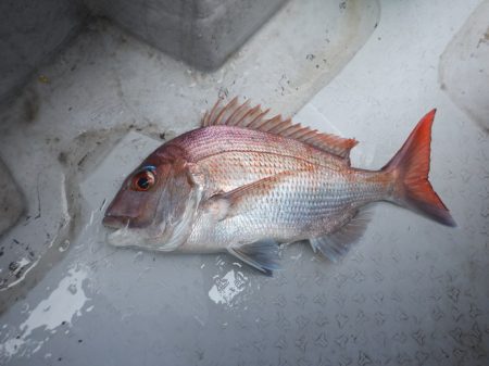 遊漁船 遊友 釣果