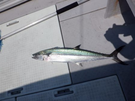 遊漁船 遊友 釣果