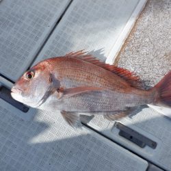 遊漁船 遊友 釣果