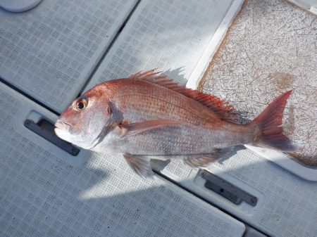 遊漁船 遊友 釣果