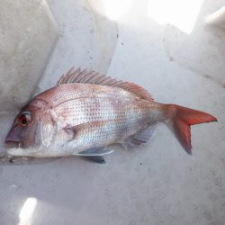 遊漁船 遊友 釣果