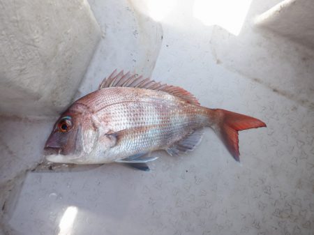 遊漁船 遊友 釣果