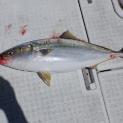 遊漁船 遊友 釣果