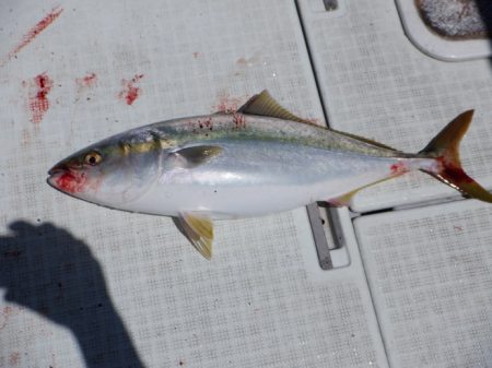 遊漁船 遊友 釣果