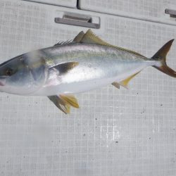 遊漁船 遊友 釣果