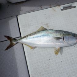 遊漁船 遊友 釣果