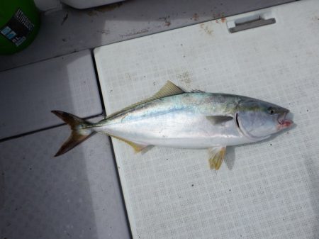 遊漁船 遊友 釣果