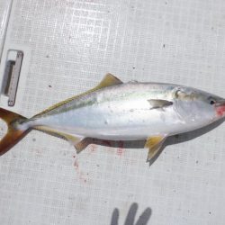 遊漁船 遊友 釣果