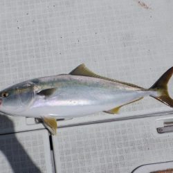 遊漁船 遊友 釣果