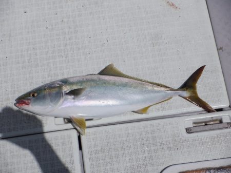 遊漁船 遊友 釣果