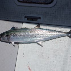 遊漁船 遊友 釣果