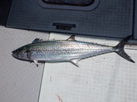 遊漁船 遊友 釣果