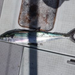 遊漁船 遊友 釣果