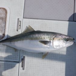 遊漁船 遊友 釣果