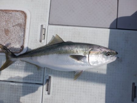 遊漁船 遊友 釣果