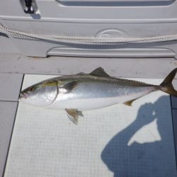 遊漁船 遊友 釣果