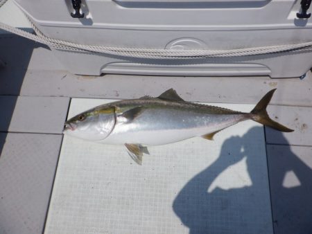 遊漁船 遊友 釣果