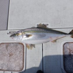 遊漁船 遊友 釣果