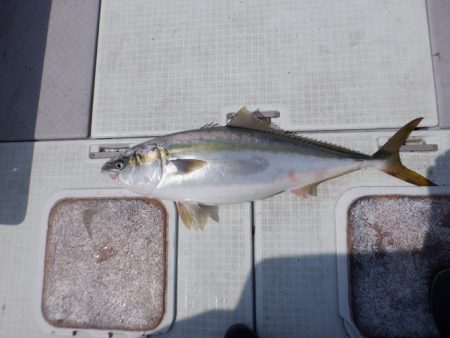 遊漁船 遊友 釣果