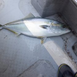 遊漁船 遊友 釣果