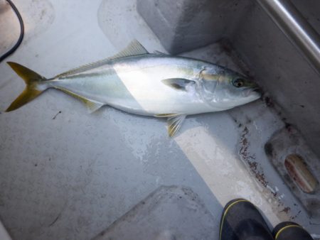 遊漁船 遊友 釣果