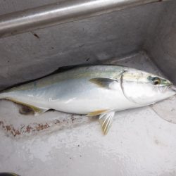 遊漁船 遊友 釣果