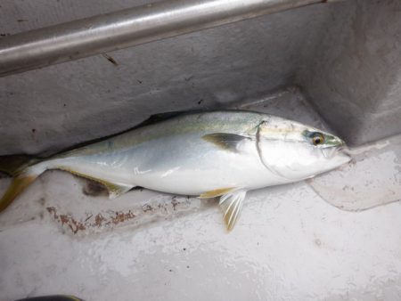 遊漁船 遊友 釣果