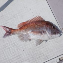 遊漁船 遊友 釣果