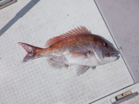 遊漁船 遊友 釣果