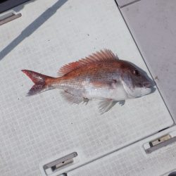 遊漁船 遊友 釣果