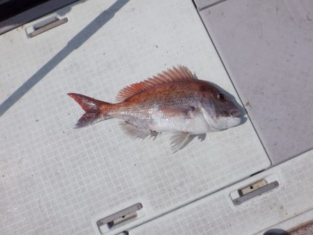 遊漁船 遊友 釣果