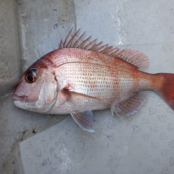 遊漁船 遊友 釣果