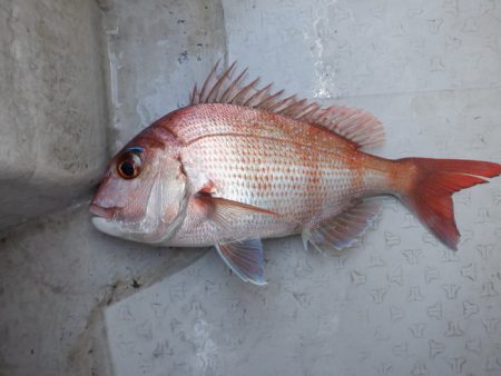 遊漁船 遊友 釣果