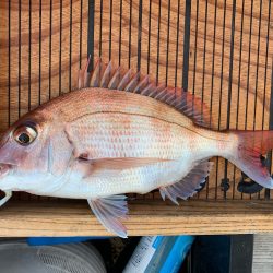 幸吉丸 釣果