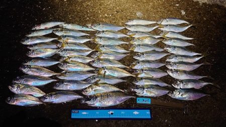 引き続き良型アジ好調!