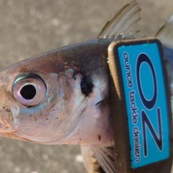 引き続き良型アジ好調！