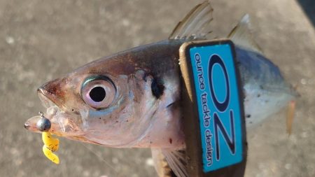 引き続き良型アジ好調！