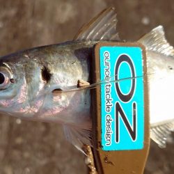 引き続き良型アジ好調！